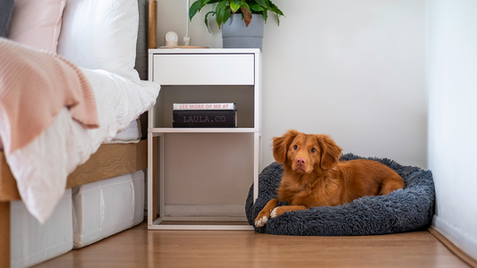 Choosing the Right Pet Bed