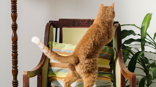 Pet-Friendly Home Decor
